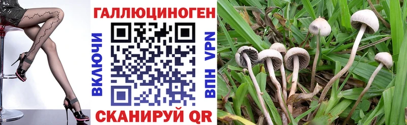 MEGA ТОР Бугуруслан Псилоцибиновые грибы Cubensis